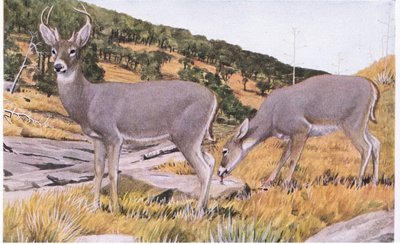Arizona-Weißwedelhirsch, klein und schwer fassbar mit einem rostbraunen Fell im Sommer von Louis Agassiz Fuertes
